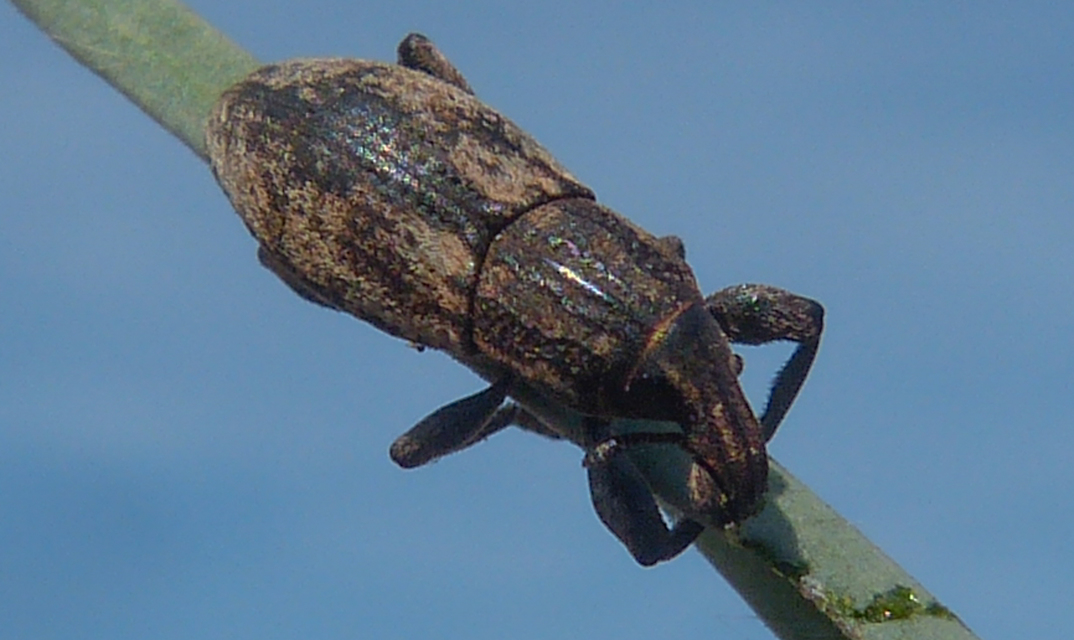 Pseudocleonus cinereus - hamvas barkó