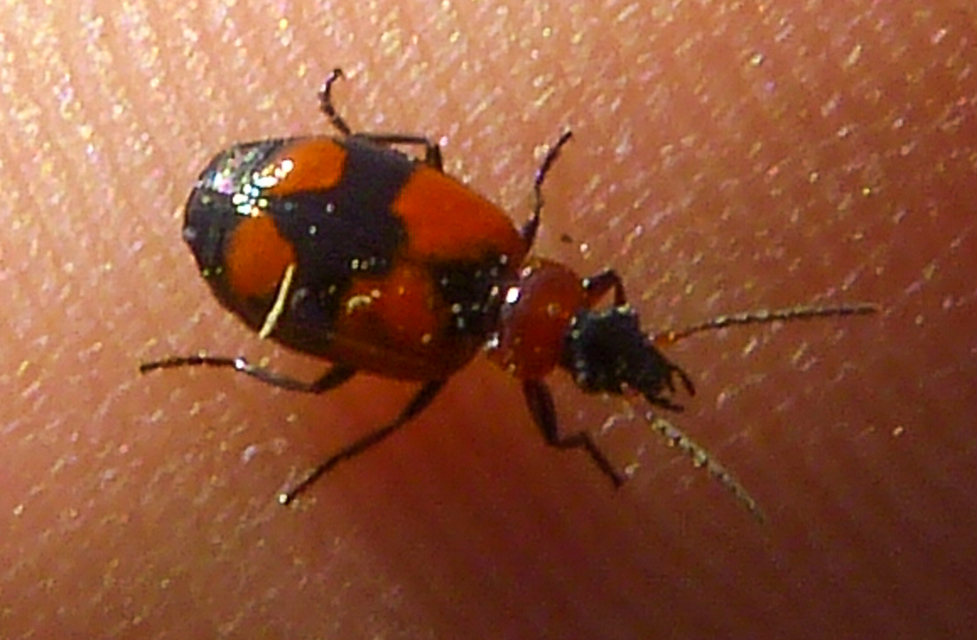Lebia cruxminor - keresztes cserjefutó