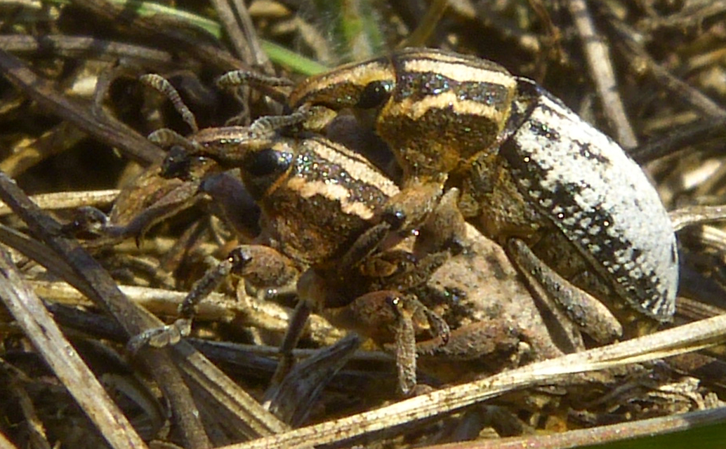 Pseudocleonus cinereus - hamvas barkó