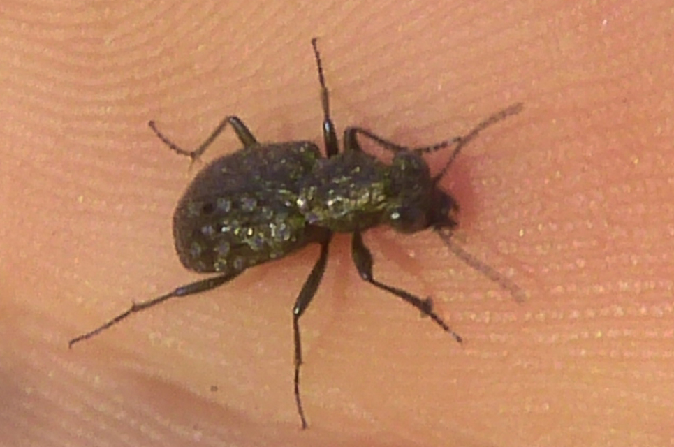 Elaphrus cupreus - rezes iszapfutó