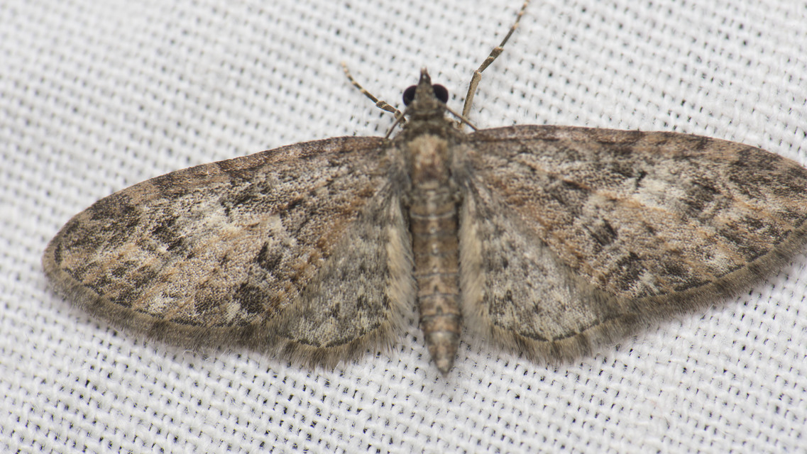 Eupithecia abbreviata - korai törpearaszoló