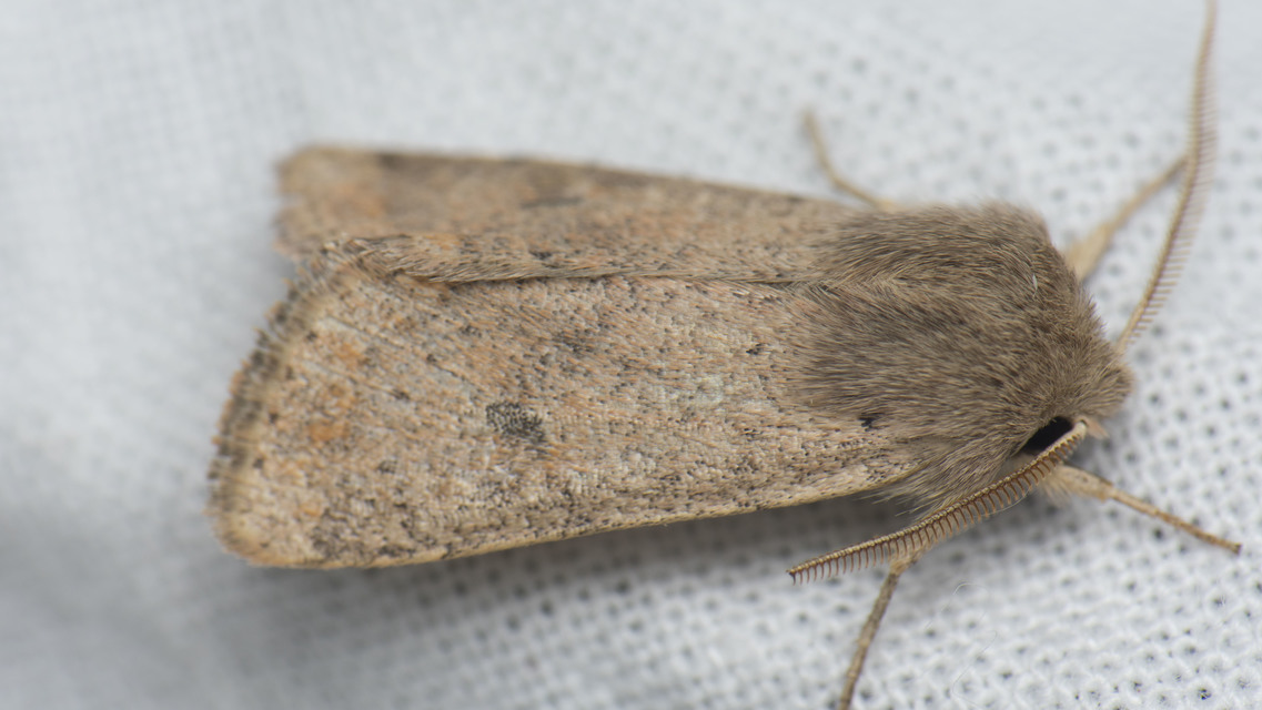 Orthosia cruda - kis barkabagoly