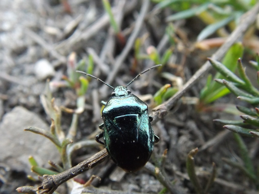 Zicrona caerulea - acélkék poloska Zicrona caerulea - acélkék poloska
