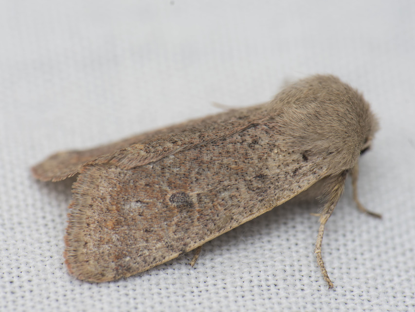 Orthosia cruda - kis barkabagoly