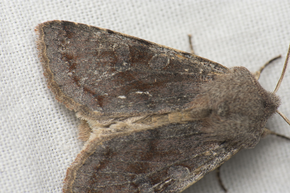Orthosia incerta - változékony barkabagoly