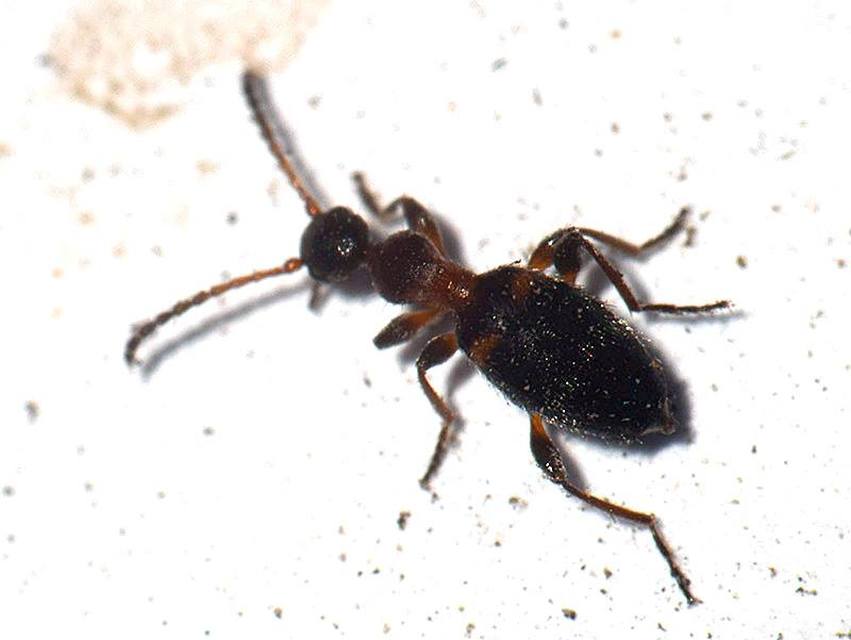 Anthelephila pedestris - hangyaszerű fürgebogár