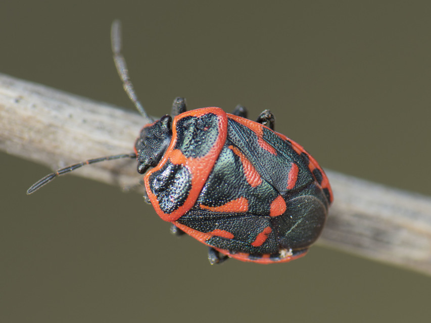 Eurydema fieberi - keresztespoloska Eurydema fieberi - keresztespoloska