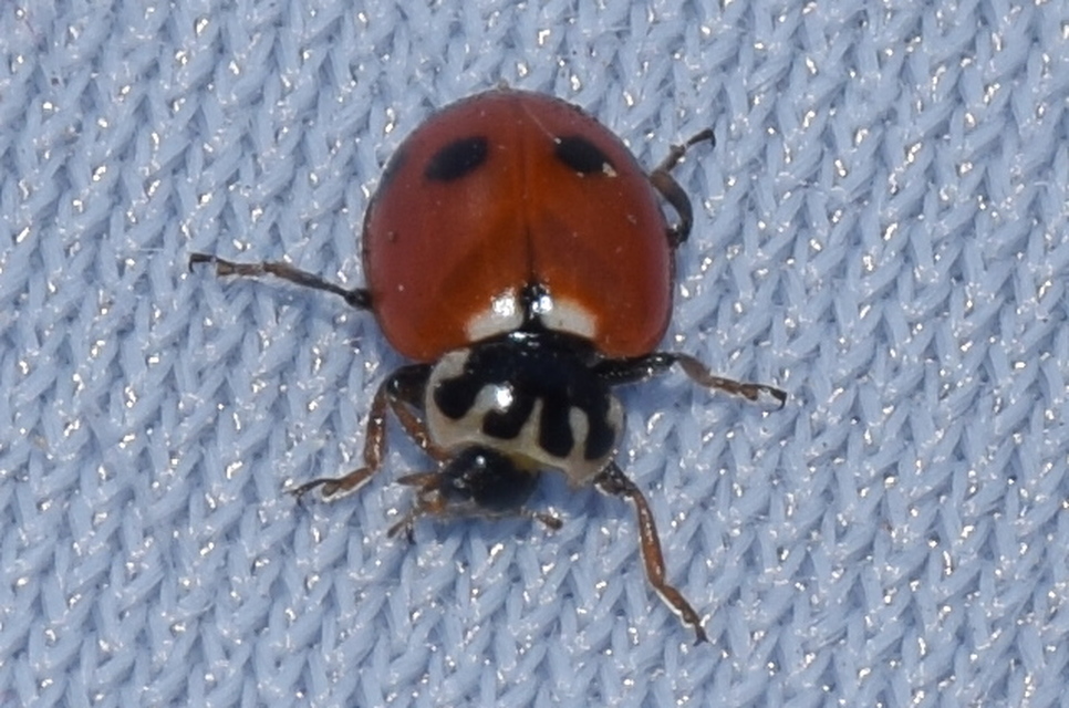 Hippodamia variegata - tizenhárompettyes katica