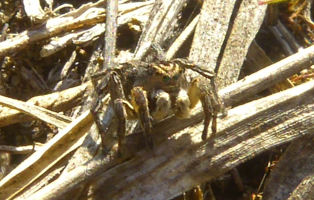 Aelurillus v-insignitus - v-jelű macskapók