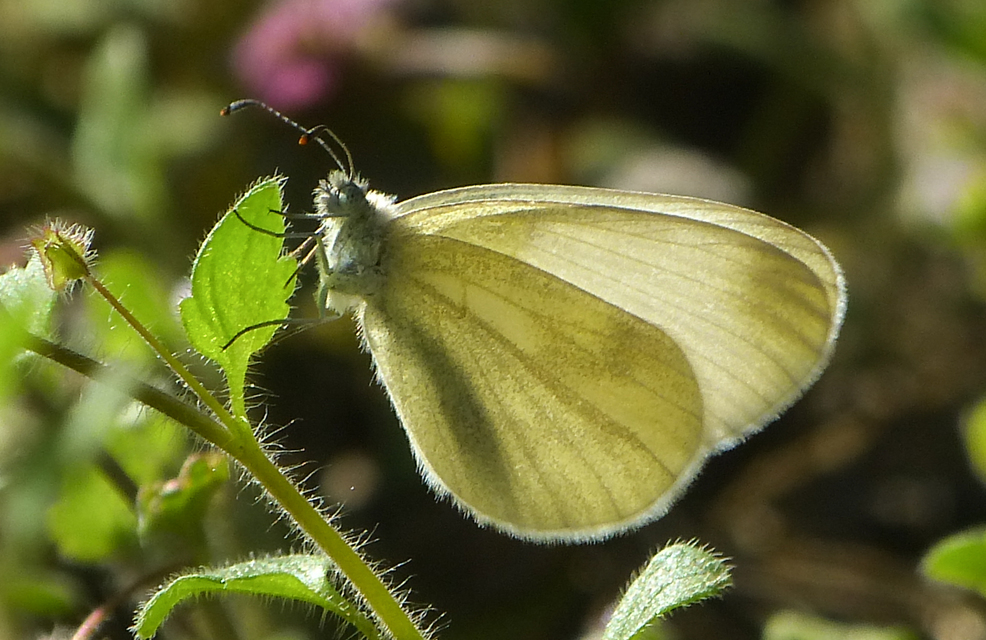 Leptidea sinapis - mustárlepke