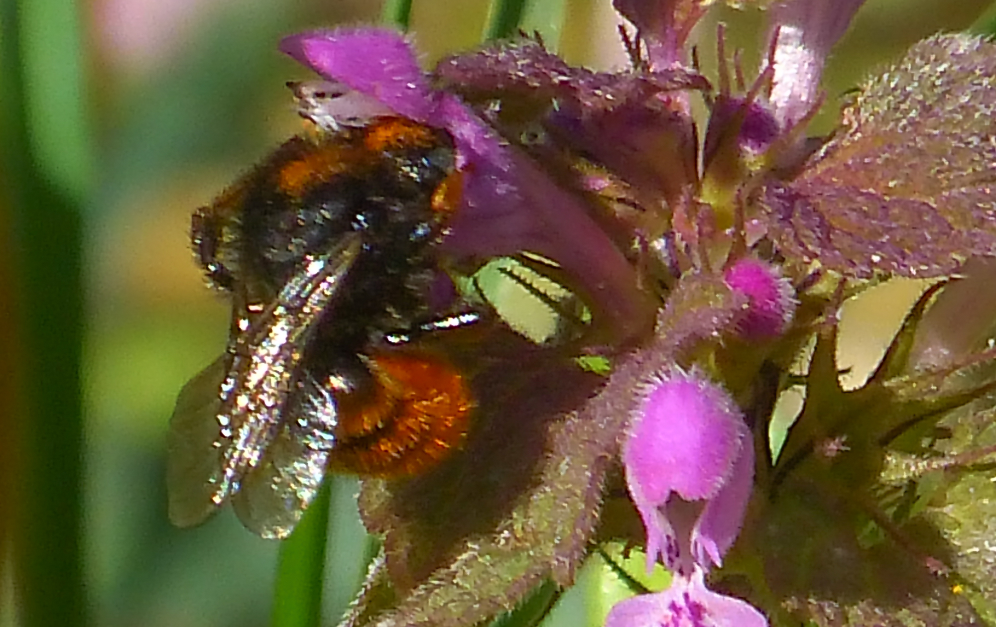 Osmia bicolor