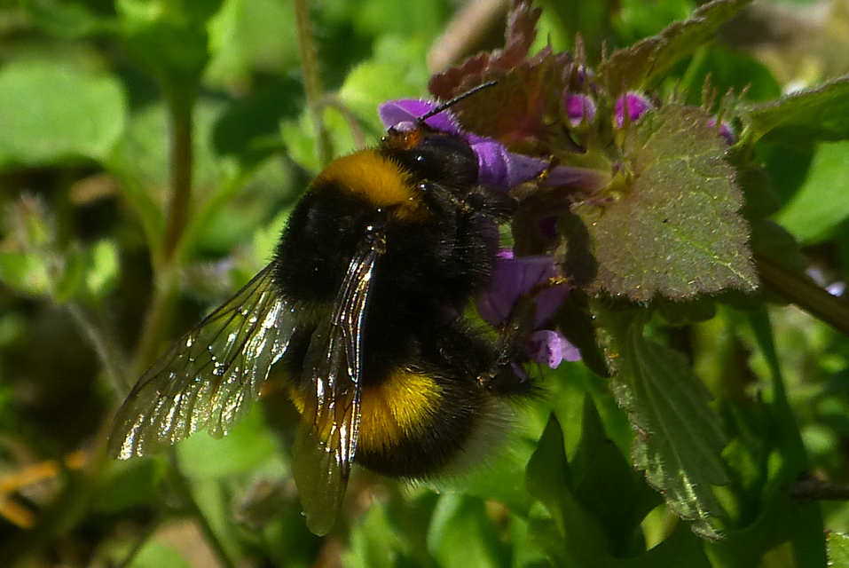 Bombus terrestris - földi poszméh