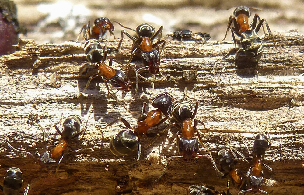 Liometopum microcephalum tölgyfahangya