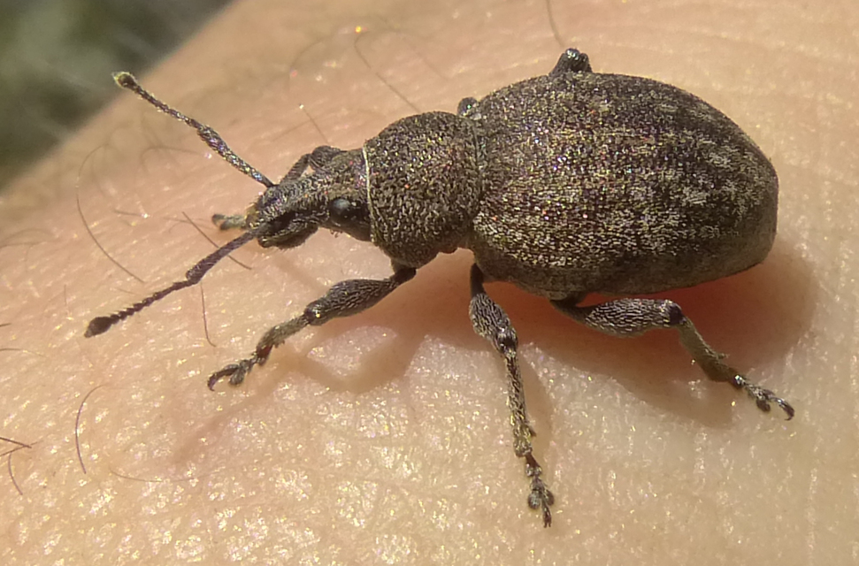Otiorhynchus ligustici - vincellér-gyalogormányos