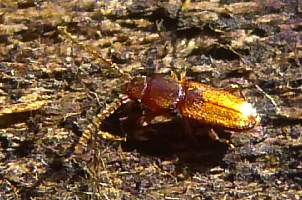 Placonotus testaceus - tölgy-szegélyeslapbogár