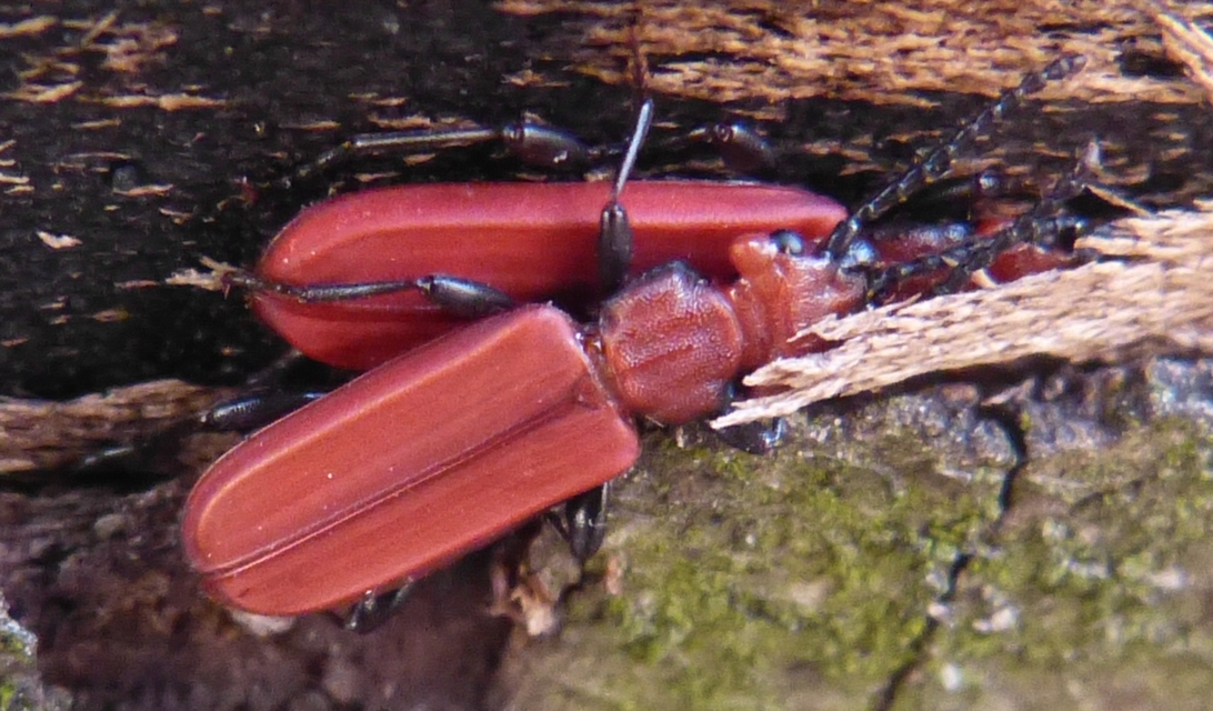 Cucujus cinnaberinus - skarlátbogár