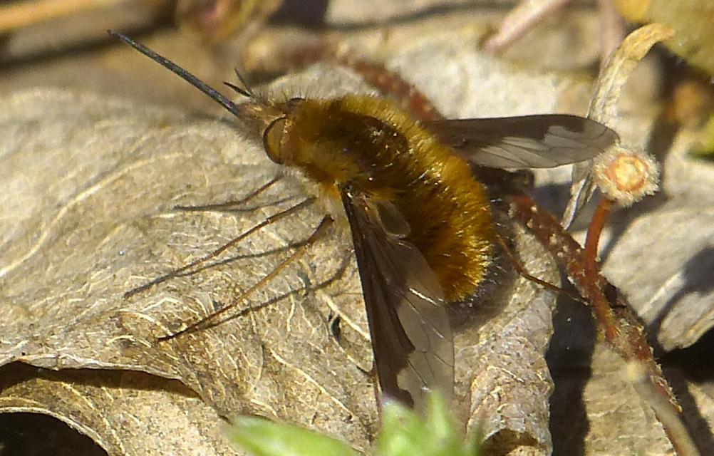 Bombylius major - szegélyes pöszörlégy