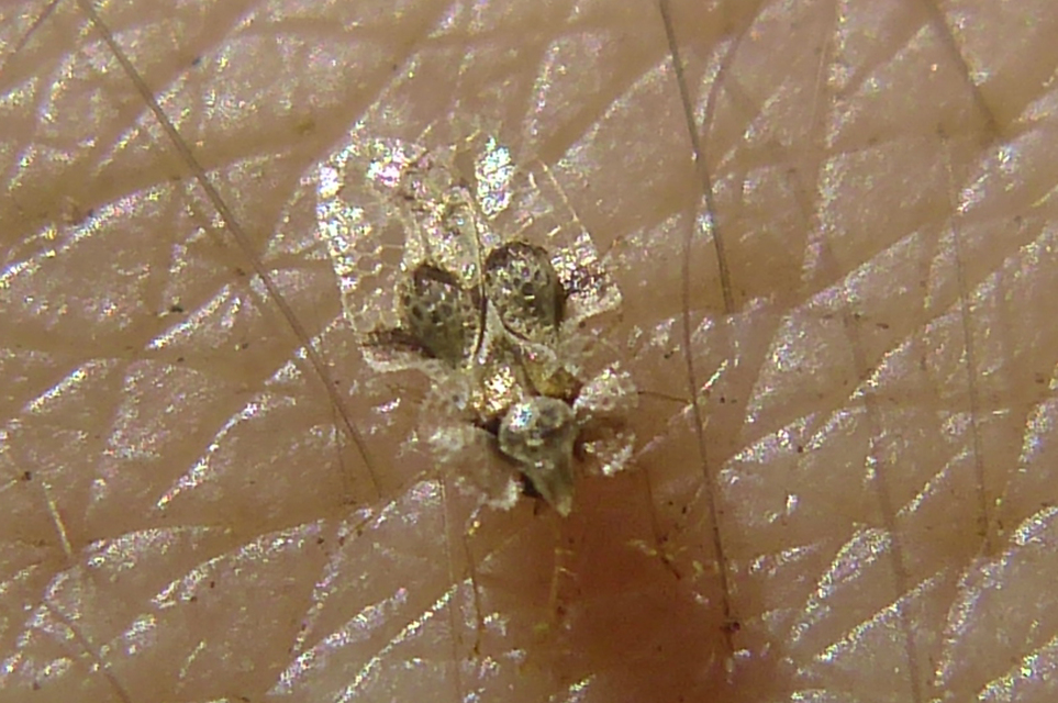 Corythucha arcuata - tölgy-csipkéspoloska