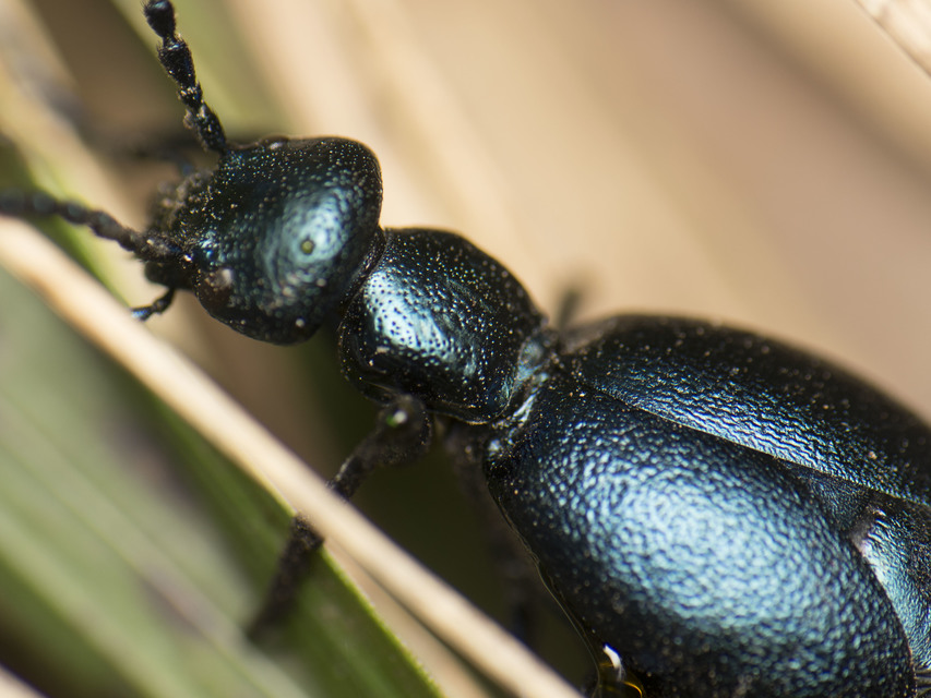 Meloe violaceus - kék nünüke
