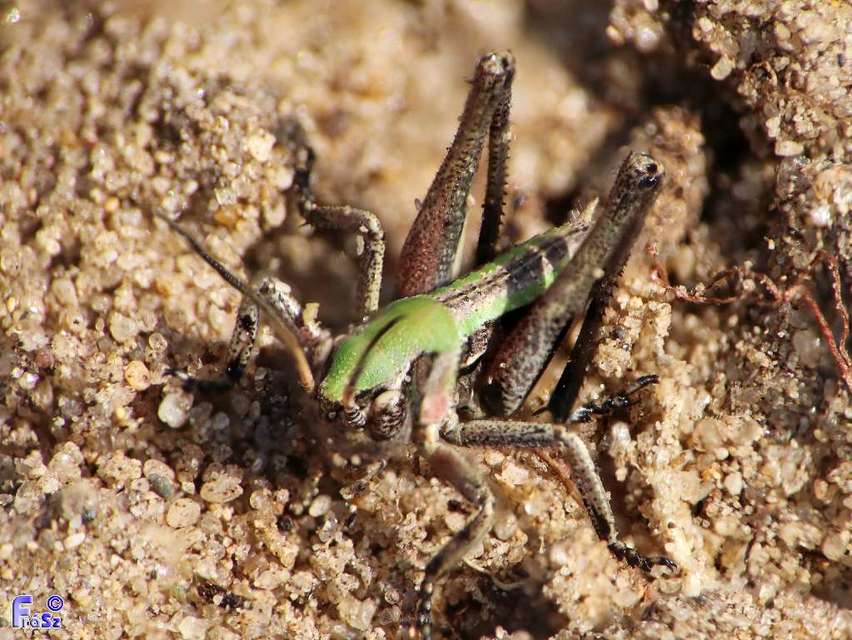 Decticus verrucivorus - szemölcsevő szöcske