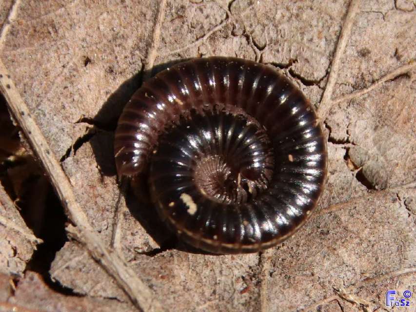 Diplopoda - Ikerszelvényesek