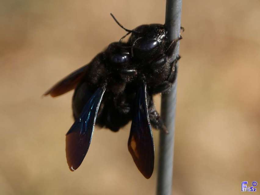 Xylocopa
