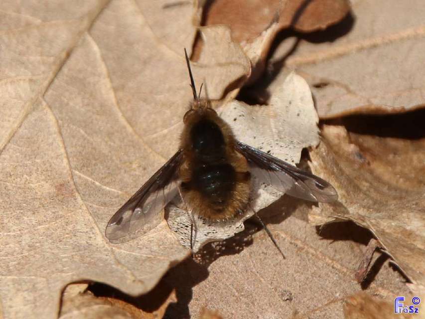 Bombylius major - szegélyes pöszörlégy