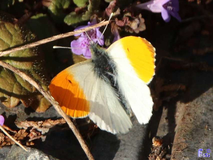 Anthocharis cardamines - hajnalpírlepke