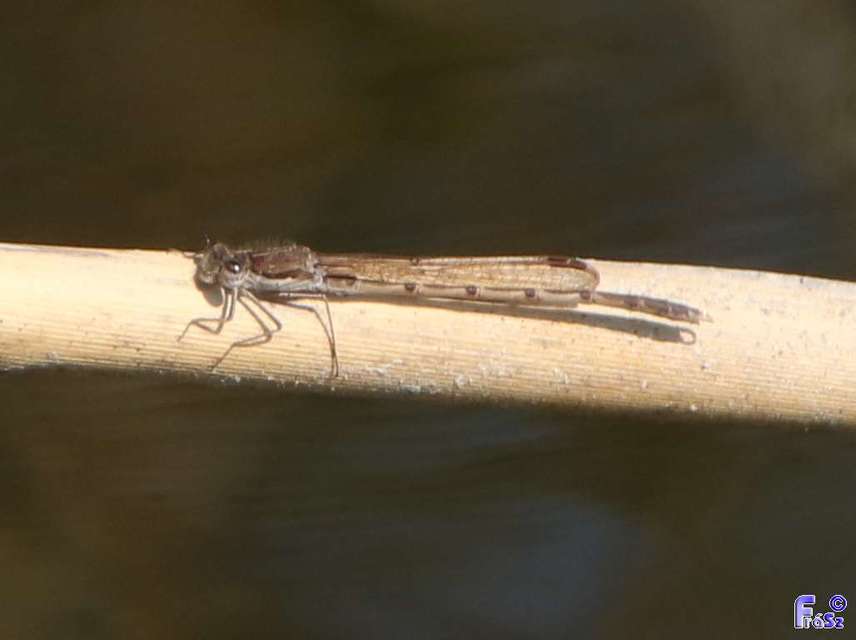 Sympecma fusca - téli rablószitakötő