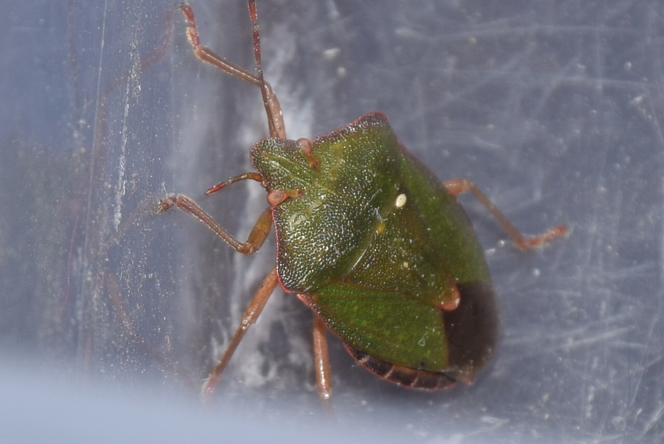 Palomena prasina - zöld bogyómászó-poloska Palomena prasina - zöld bogyómászó-poloska