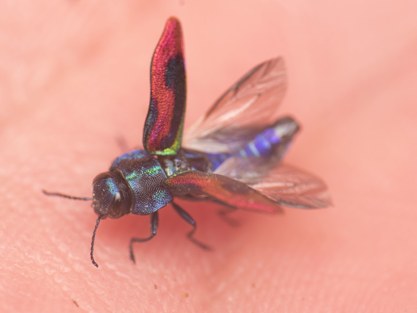 Anthaxia candens - cseresznye-virágdíszbogár