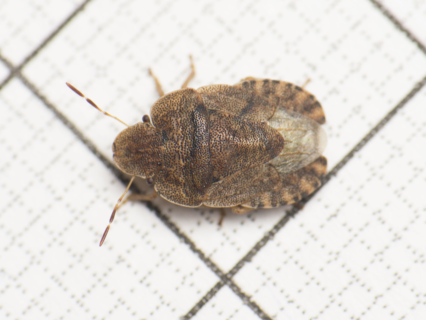 Sciocoris microphthalmus - szürkés laposfejű-poloska Sciocoris microphthalmus - szürkés laposfejű-poloska