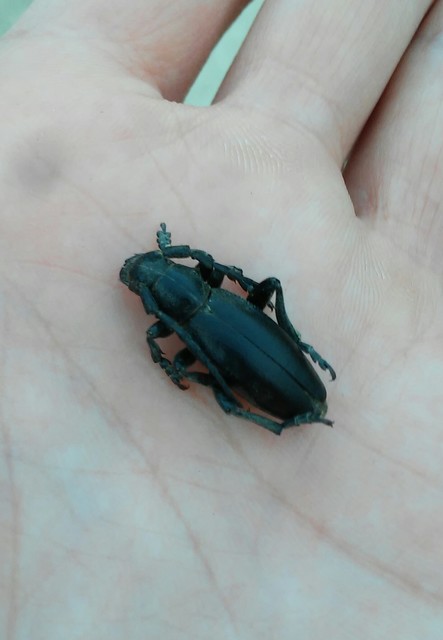 Dorcadion aethiops - fekete gyalogcincér