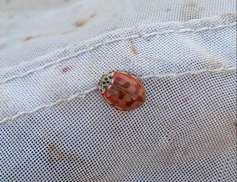 Harmonia quadripunctata - négypettyes katica