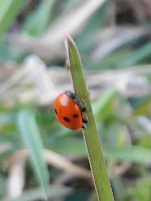 Hippodamia variegata - tizenhárompettyes katica
