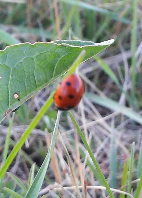 Coccinella septempunctata - hétpettyes katica