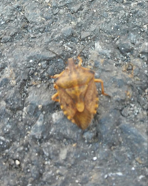 Carpocoris Carpocoris