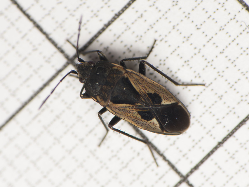 Rhyparochromus phoeniceus - gyepi díszesbodobács