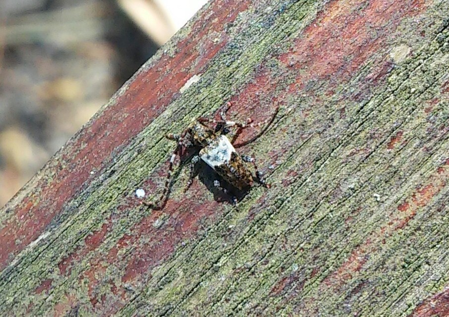Pogonocherus hispidulus - négytövises ecsetcincér