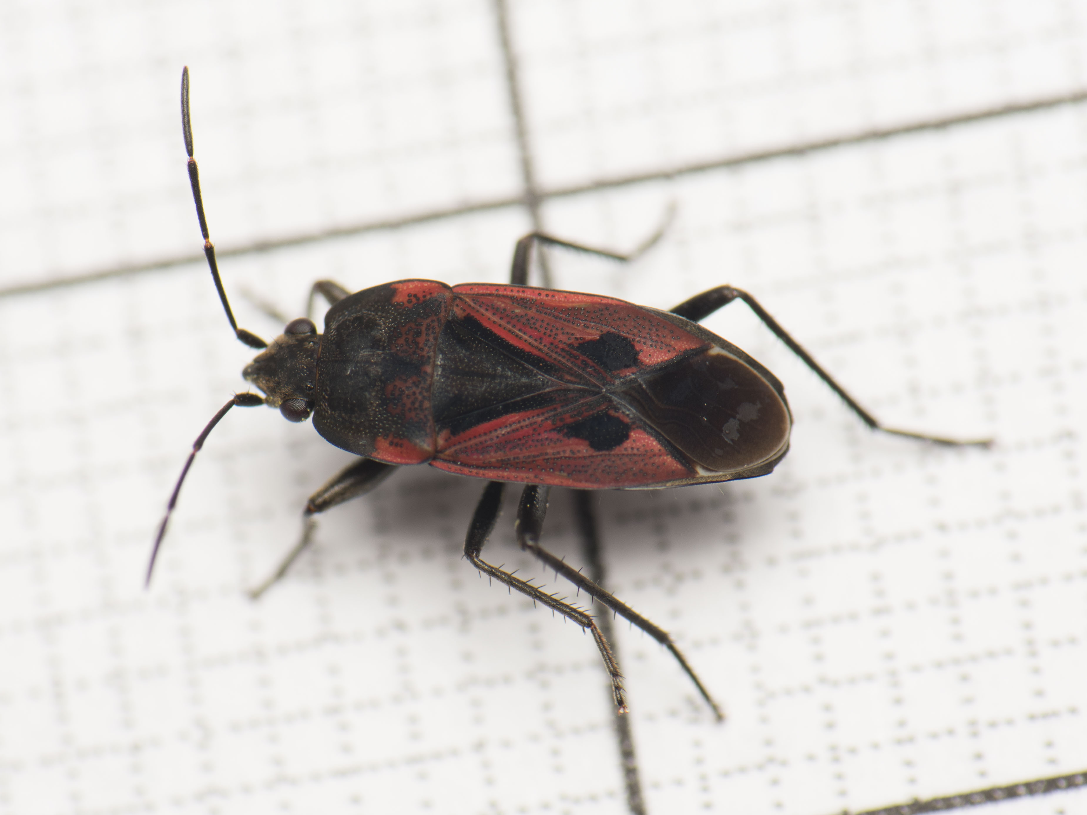 Rhyparochromus phoeniceus - gyepi díszesbodobács