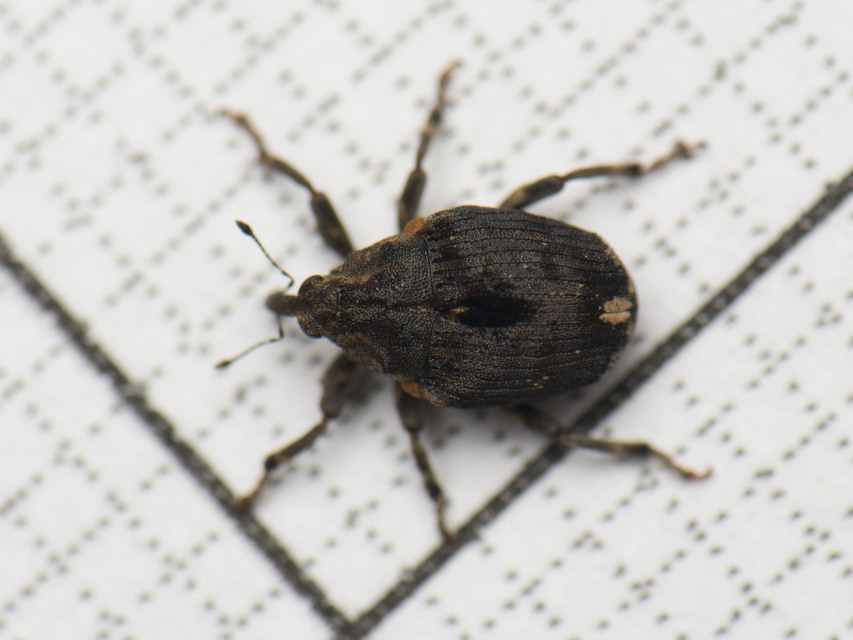 Stenocarus cardui - pipacsgyökér-ormányos