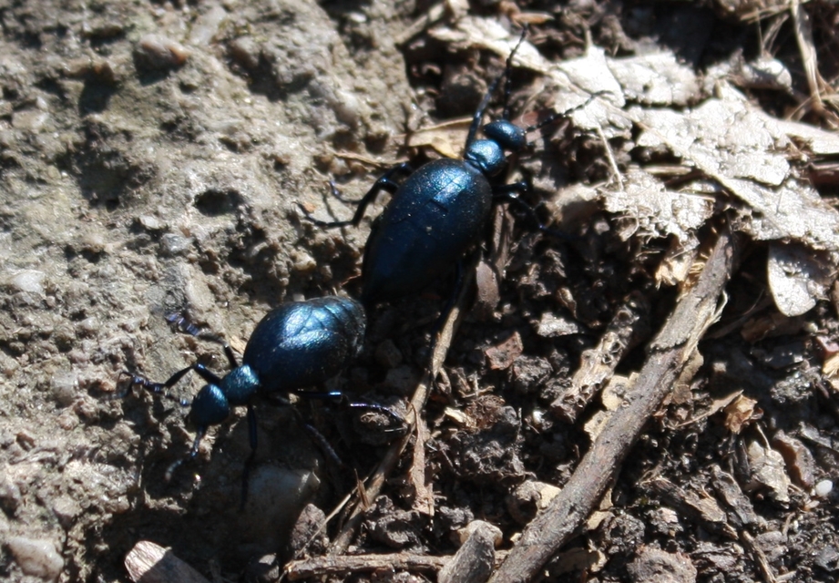 Meloe violaceus - kék nünüke