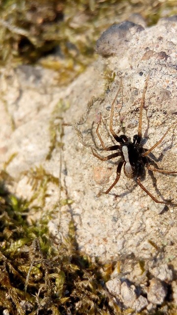 Pardosa alacris/lugubris