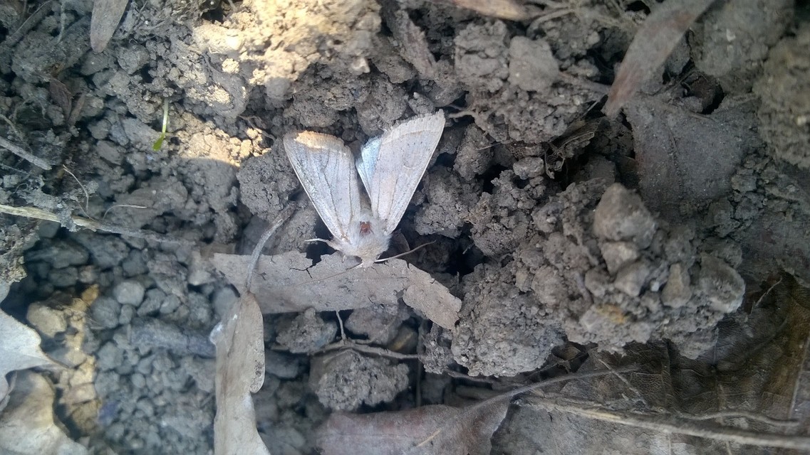 Orthosia cerasi - közepes barkabagoly