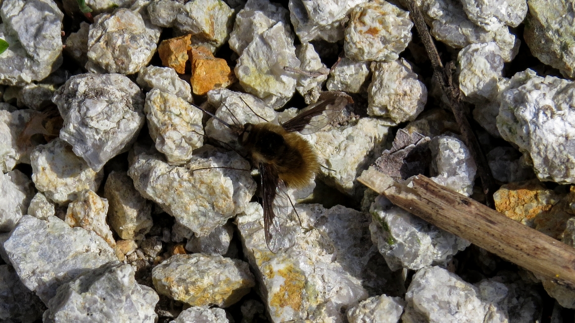 Bombylius major - szegélyes pöszörlégy