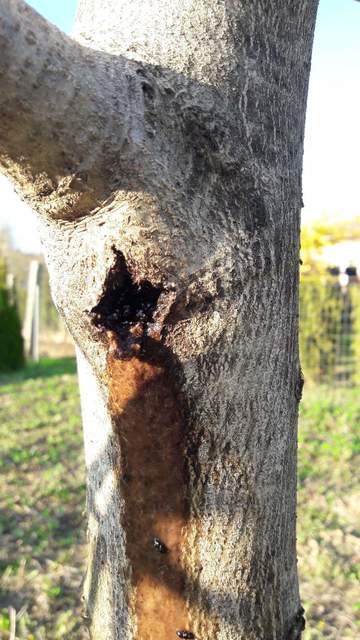 Nitidulidae - fénybogárfélék Nitidulidae - fénybogárfélék