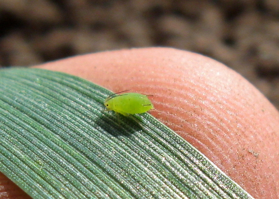 Aphididae - valódi levéltetvek
