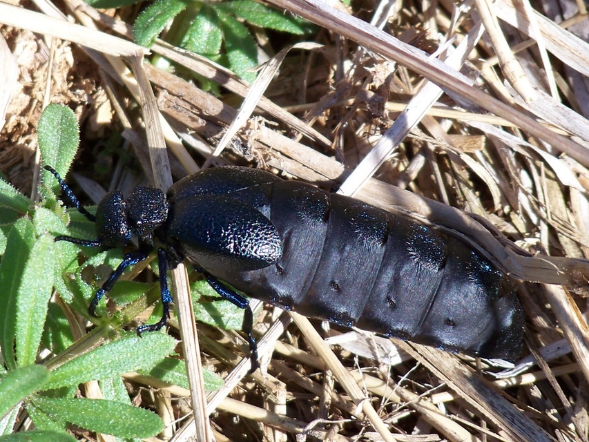 Meloe cicatricosus - óriásnünüke