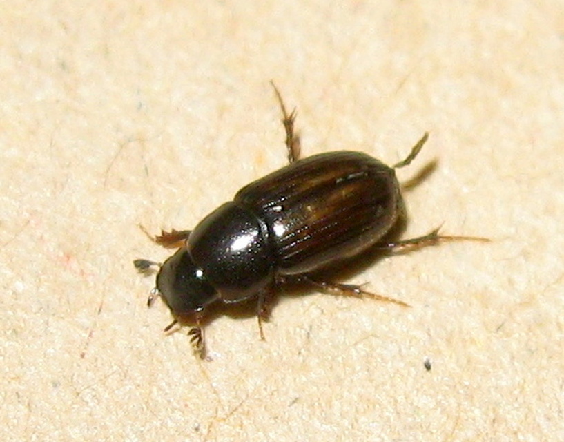 Aphodius punctatosulcatus - pusztai trágyabogár