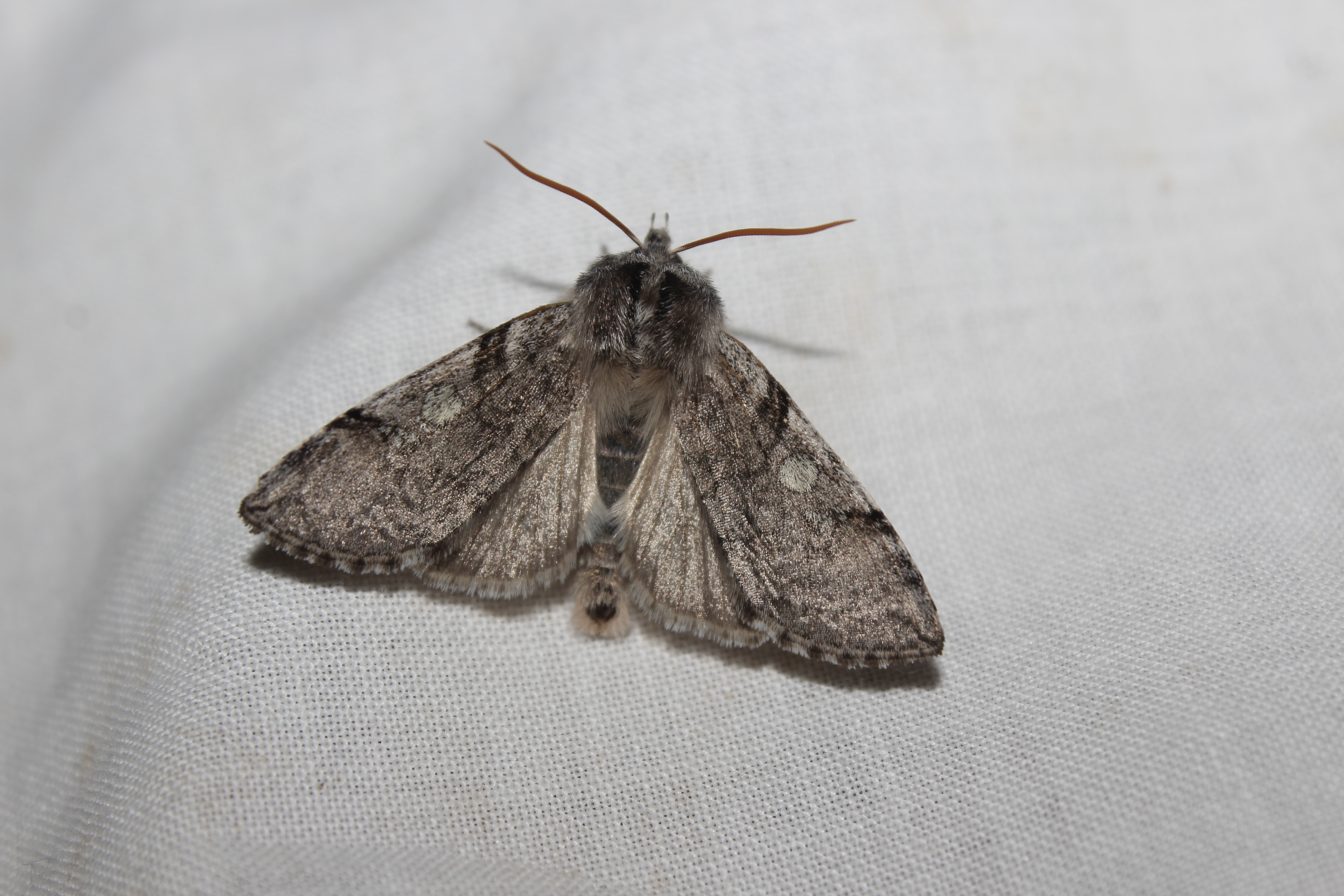 Achlya flavicornis - nyíres pihésszövő